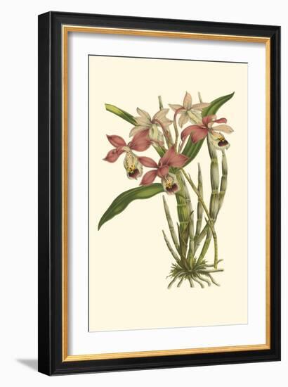 Blushing Orchids II-Van Houtt-Framed Art Print