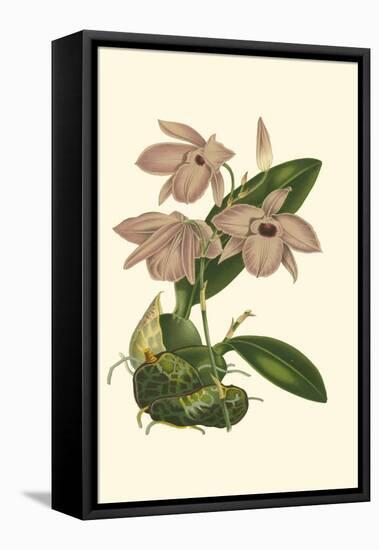 Blushing Orchids III-Van Houtt-Framed Stretched Canvas