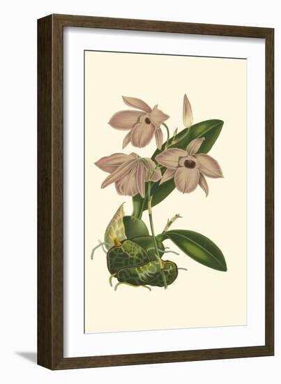 Blushing Orchids III-Van Houtt-Framed Art Print