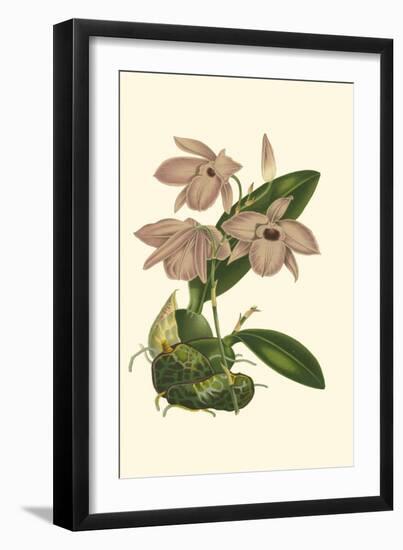 Blushing Orchids III-Van Houtt-Framed Art Print