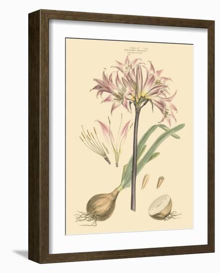 Blushing Pink Florals II-John Miller (Johann Sebastien Mueller)-Framed Art Print