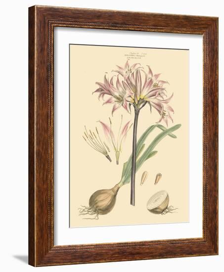 Blushing Pink Florals II-John Miller (Johann Sebastien Mueller)-Framed Art Print