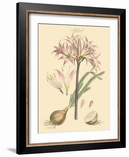 Blushing Pink Florals II-John Miller (Johann Sebastien Mueller)-Framed Art Print