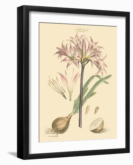 Blushing Pink Florals II-John Miller (Johann Sebastien Mueller)-Framed Art Print