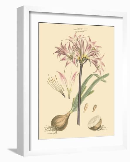 Blushing Pink Florals II-John Miller (Johann Sebastien Mueller)-Framed Art Print