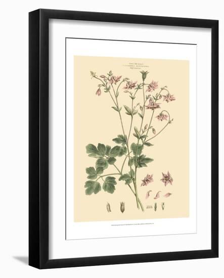 Blushing Pink Florals IX-John Miller (Johann Sebastien Mueller)-Framed Art Print