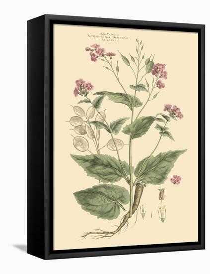 Blushing Pink Florals VII-John Miller (Johann Sebastien Mueller)-Framed Stretched Canvas