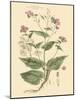 Blushing Pink Florals VII-John Miller (Johann Sebastien Mueller)-Mounted Art Print