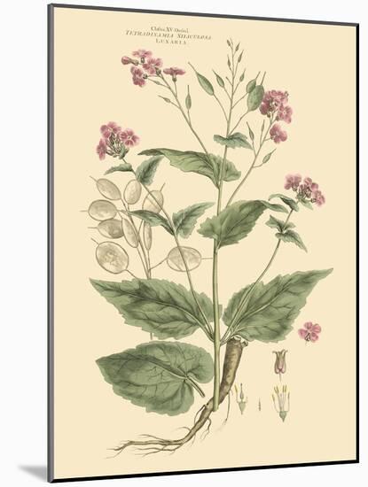 Blushing Pink Florals VII-John Miller (Johann Sebastien Mueller)-Mounted Art Print