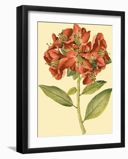 Blushing Rhodos I-Vision Studio-Framed Art Print