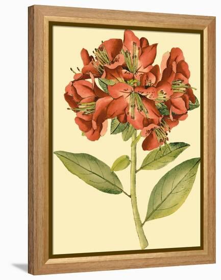 Blushing Rhodos I-Vision Studio-Framed Stretched Canvas