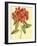 Blushing Rhodos II-Vision Studio-Framed Art Print