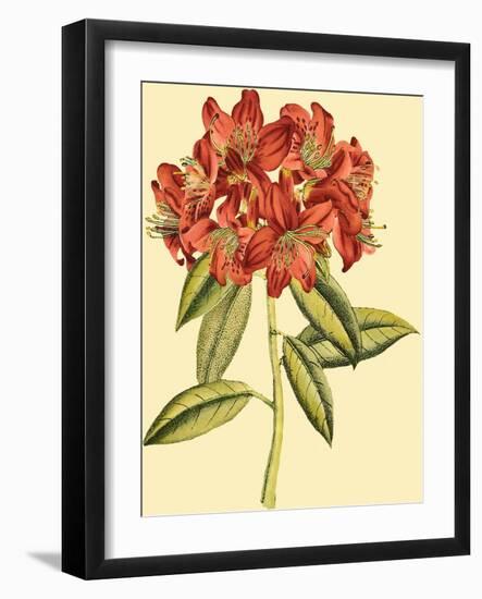 Blushing Rhodos II-Vision Studio-Framed Art Print