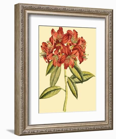 Blushing Rhodos II-Vision Studio-Framed Premium Giclee Print