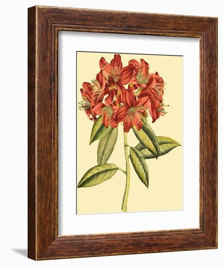 Blushing Rhodos II-Vision Studio-Framed Premium Giclee Print