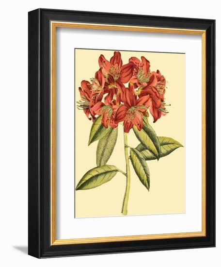 Blushing Rhodos II-Vision Studio-Framed Premium Giclee Print