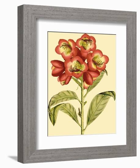 Blushing Rhodos III-Vision Studio-Framed Premium Giclee Print