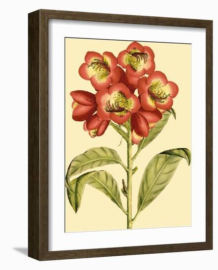 Blushing Rhodos III-Vision Studio-Framed Art Print