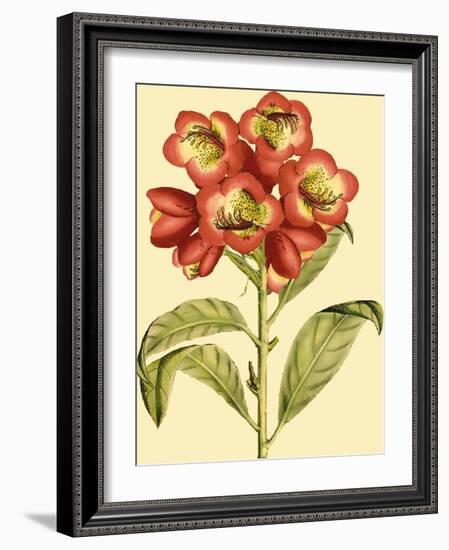 Blushing Rhodos III-Vision Studio-Framed Art Print