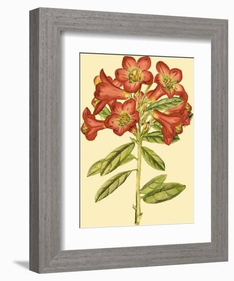 Blushing Rhodos IV-Vision Studio-Framed Premium Giclee Print