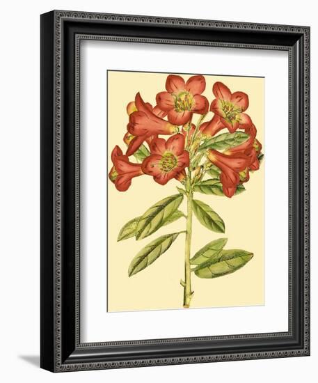 Blushing Rhodos IV-Vision Studio-Framed Premium Giclee Print