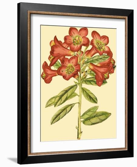 Blushing Rhodos IV-Vision Studio-Framed Art Print