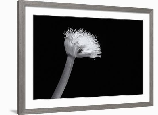 Bluster By-Markus Lange-Framed Giclee Print