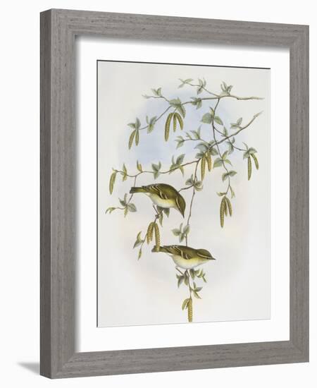 Blyth's Leaf-Warbler (Phylloscopus Reguloides)-John Gould-Framed Giclee Print