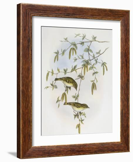 Blyth's Leaf-Warbler (Phylloscopus Reguloides)-John Gould-Framed Giclee Print