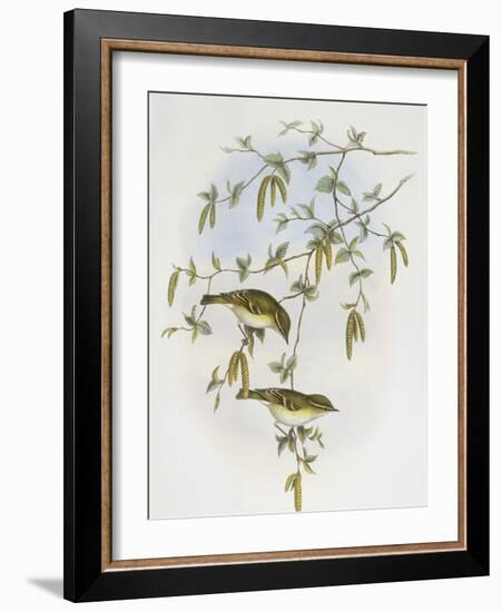 Blyth's Leaf-Warbler (Phylloscopus Reguloides)-John Gould-Framed Giclee Print