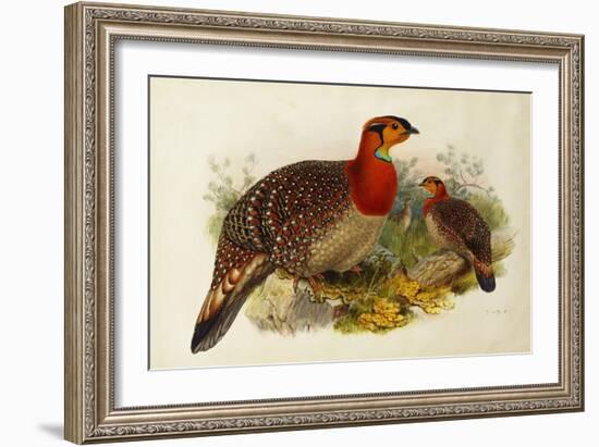 Blyth's Tragopan (Ceriornis Blythii)-Joseph Wolf-Framed Giclee Print