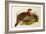 Blyth's Tragopan (Ceriornis Blythii)-Joseph Wolf-Framed Giclee Print