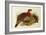 Blyth's Tragopan (Ceriornis Blythii)-Joseph Wolf-Framed Giclee Print