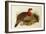 Blyth's Tragopan (Ceriornis Blythii)-Joseph Wolf-Framed Giclee Print