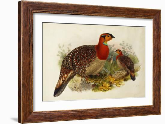 Blyth's Tragopan (Ceriornis Blythii)-Joseph Wolf-Framed Giclee Print