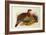 Blyth's Tragopan (Ceriornis Blythii)-Joseph Wolf-Framed Giclee Print