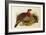 Blyth's Tragopan (Ceriornis Blythii)-Joseph Wolf-Framed Giclee Print