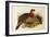 Blyth's Tragopan (Ceriornis Blythii)-Joseph Wolf-Framed Giclee Print