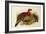 Blyth's Tragopan (Ceriornis Blythii)-Joseph Wolf-Framed Giclee Print