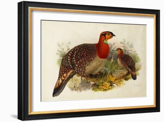 Blyth's Tragopan (Ceriornis Blythii)-Joseph Wolf-Framed Giclee Print