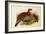 Blyth's Tragopan (Ceriornis Blythii)-Joseph Wolf-Framed Giclee Print