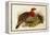 Blyth's Tragopan (Ceriornis Blythii)-Joseph Wolf-Framed Premier Image Canvas