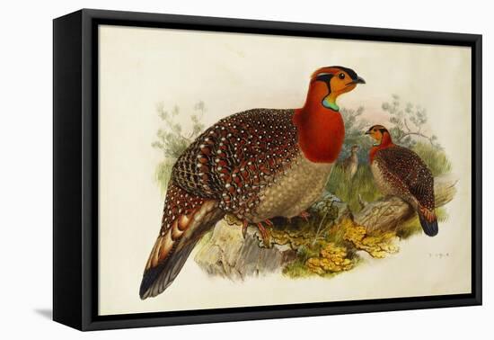 Blyth's Tragopan (Ceriornis Blythii)-Joseph Wolf-Framed Premier Image Canvas