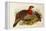 Blyth's Tragopan (Ceriornis Blythii)-Joseph Wolf-Framed Premier Image Canvas