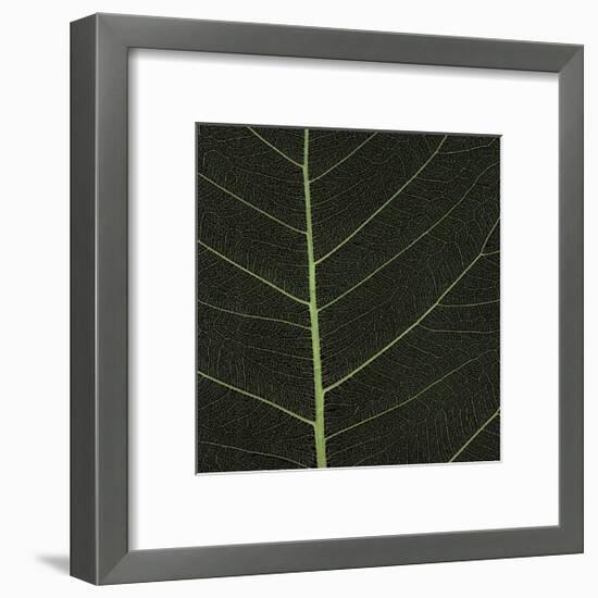 Bo Leaf I-Andrew Levine-Framed Giclee Print