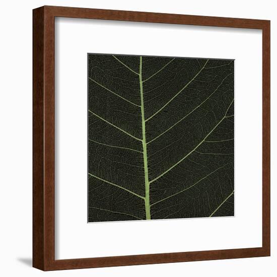 Bo Leaf I-Andrew Levine-Framed Giclee Print