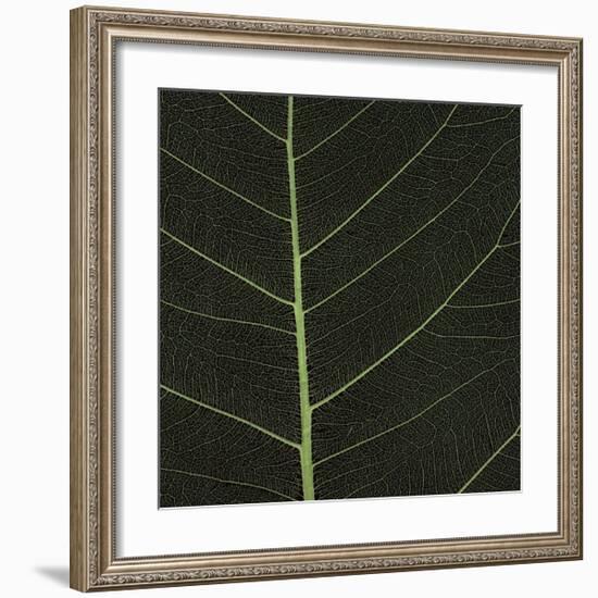 Bo Leaf I-Andrew Levine-Framed Giclee Print