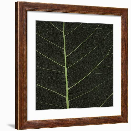 Bo Leaf I-Andrew Levine-Framed Giclee Print