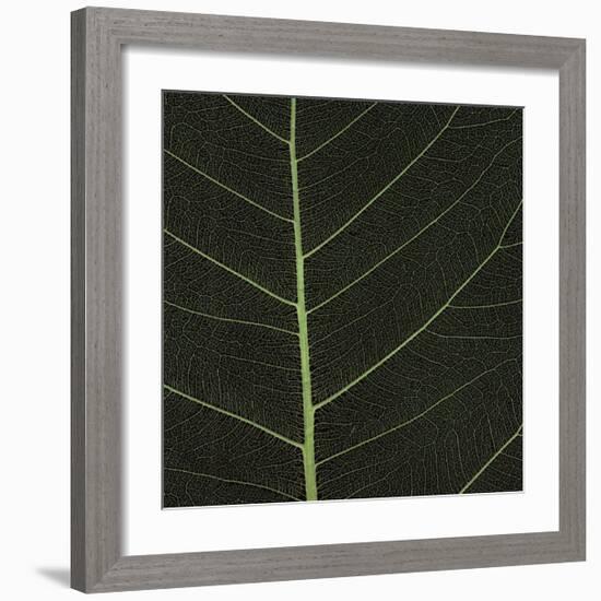 Bo Leaf I-Andrew Levine-Framed Giclee Print