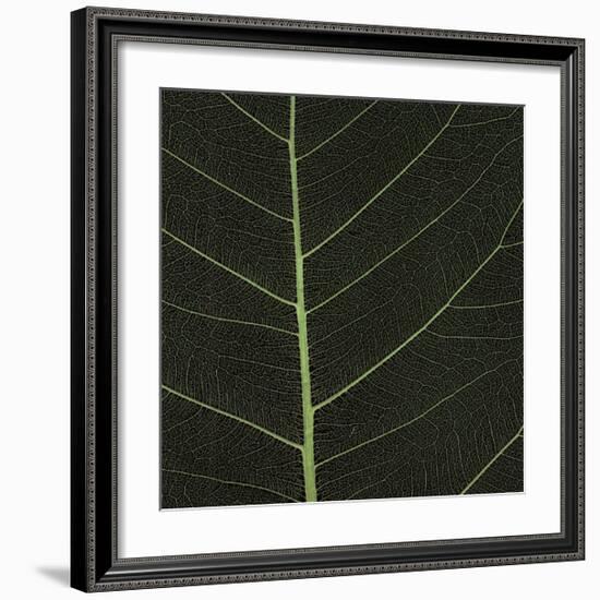 Bo Leaf I-Andrew Levine-Framed Giclee Print